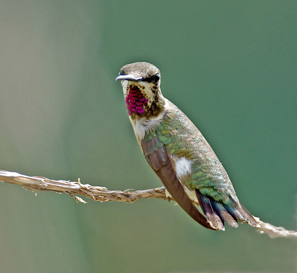 Colibri améthyste mâle immature