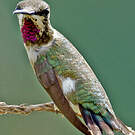 Colibri améthyste