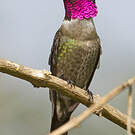 Colibri améthyste