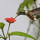 Colibri améthyste