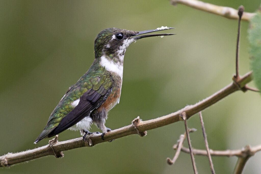 Colibri améthyste mâle immature