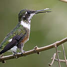 Colibri améthyste