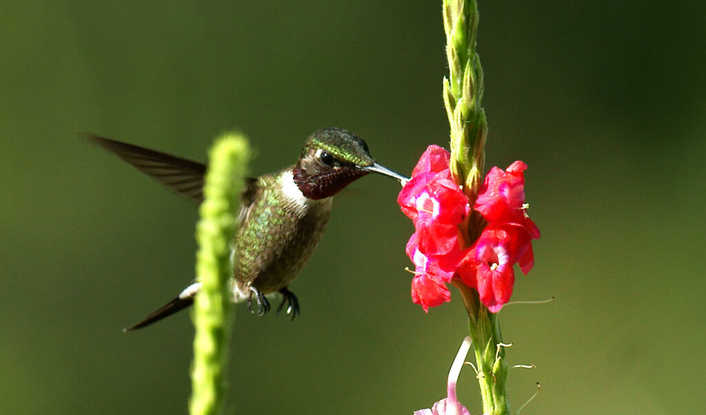 Colibri améthyste