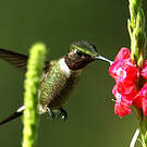 Colibri améthyste