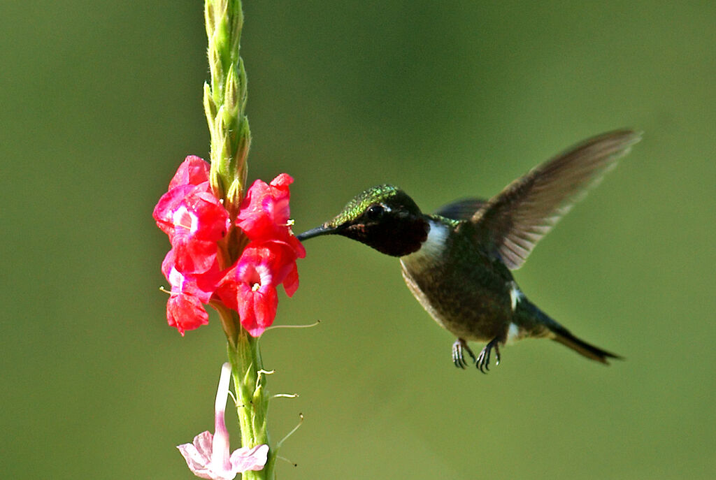 Colibri améthyste