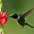 Colibri améthyste