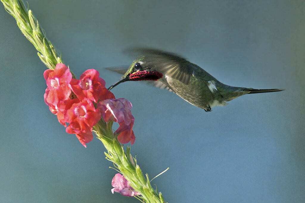 Colibri améthyste, identification