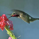 Colibri améthyste