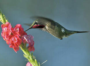 Colibri améthyste