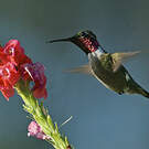 Colibri améthyste
