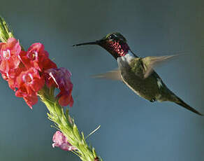 Colibri améthyste