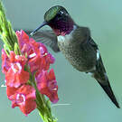 Colibri améthyste