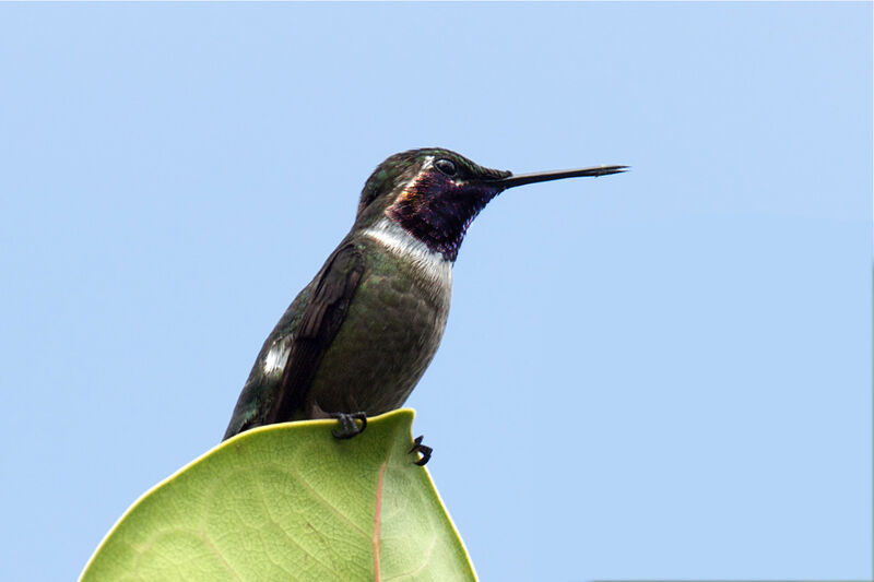 Colibri améthyste, identification