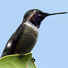 Colibri améthyste