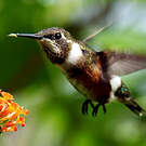 Colibri améthyste