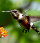 Colibri améthyste