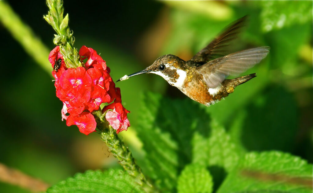 Colibri améthysteimmature