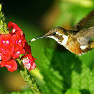 Colibri améthyste