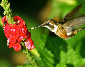 Colibri améthyste