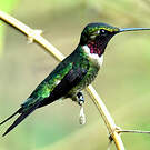 Colibri améthyste