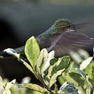 Colibri avocette