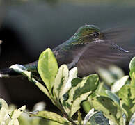 Fiery-tailed Awlbill