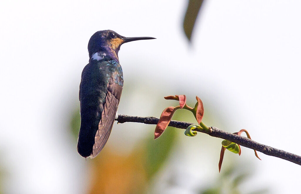 Colibri jacobin mâle immature