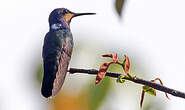 Colibri jacobin