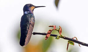 White-necked Jacobin