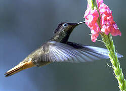 Ruby-topaz Hummingbird