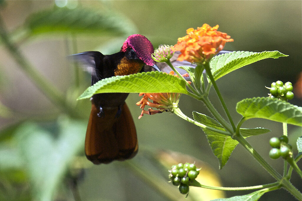 Colibri rubis-topaze