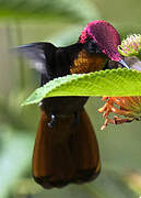 Ruby-topaz Hummingbird