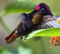 Ruby-topaz Hummingbird