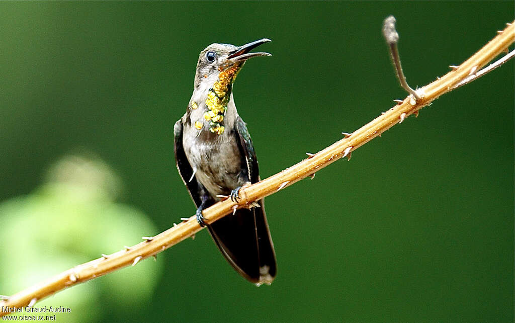 Ruby-topaz Hummingbird male immature, identification