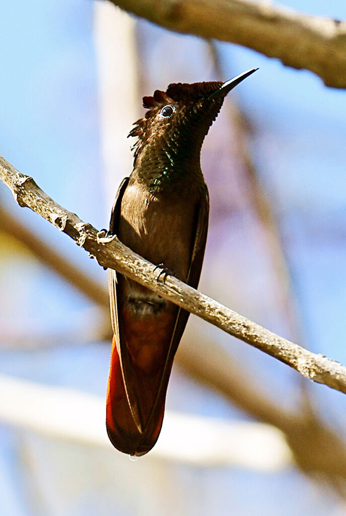 Ruby-topaz Hummingbird male adult