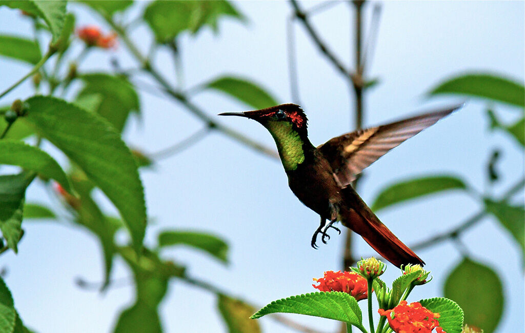 Colibri rubis-topaze mâle adulte, identification