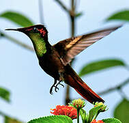 Ruby-topaz Hummingbird