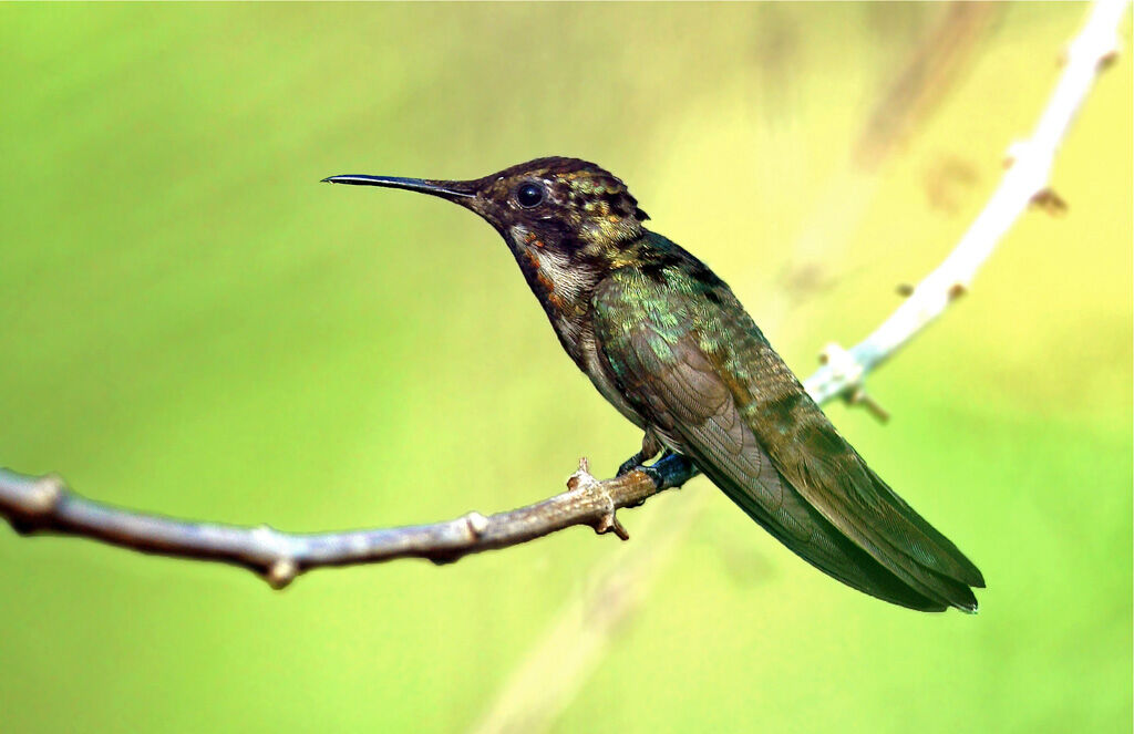 Ruby-topaz Hummingbird male immature