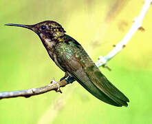 Ruby-topaz Hummingbird