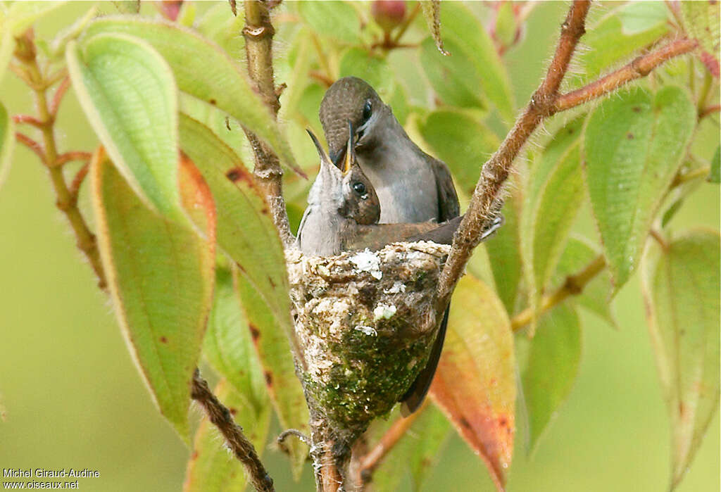 Colibri rubis-topaze, Nidification