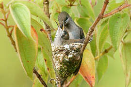 Colibri rubis-topaze