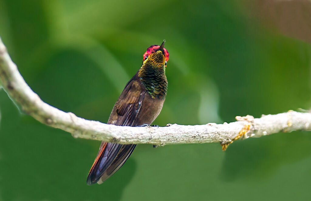 Colibri rubis-topaze mâle adulte