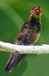 Colibri rubis-topaze