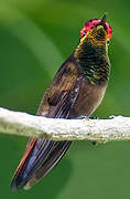 Ruby-topaz Hummingbird