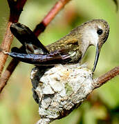 Ruby-topaz Hummingbird