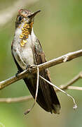 Ruby-topaz Hummingbird