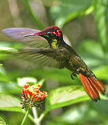 Ruby-topaz Hummingbird