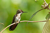 Colibri rubis-topaze