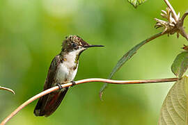 Ruby-topaz Hummingbird