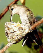 Colibri rubis-topaze